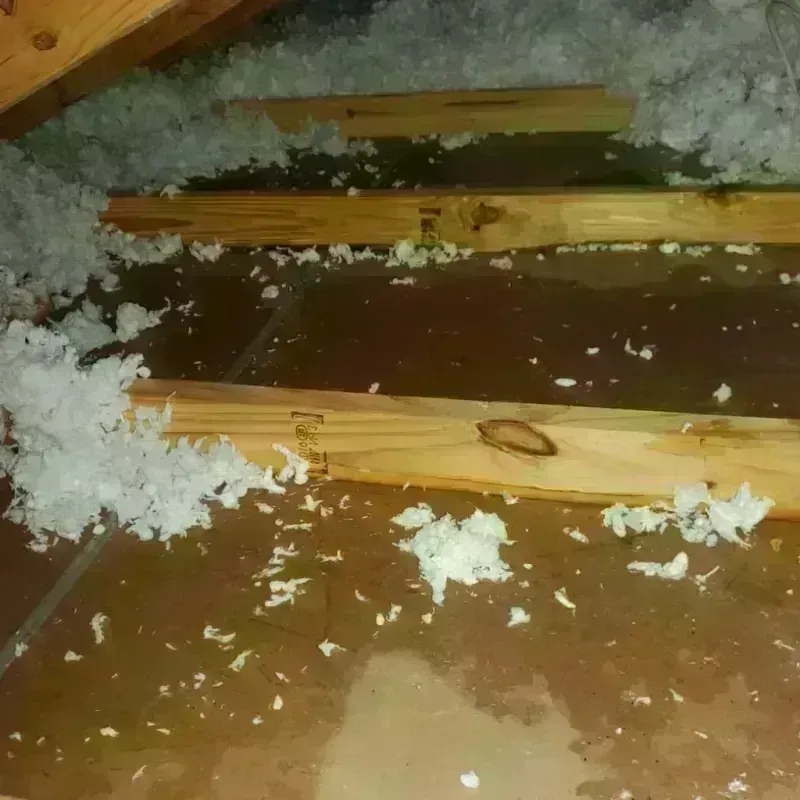 Attic Water Damage in Dayton, NV